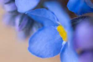 Forget-me-not flower, extreme macro Forget-me-not flower, extreme macro